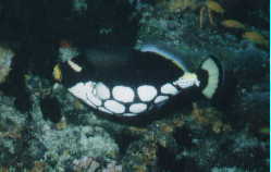Leoparden-Drckerfisch